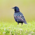 Estornino pinto, Common Starling (Sturnus vulgaris)