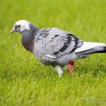 Paloma bravía, Rock Dove (Columba livia)