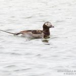 Pato havelda, Long-tailed Duck, Clangula hyemalis