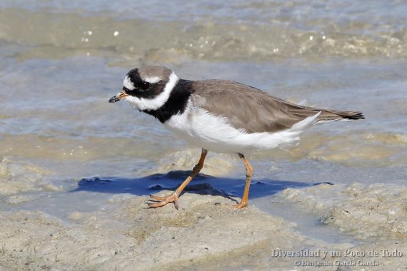 adulto Chorlitejo grande, Common Ringed Plover, Charadrius hiaticula