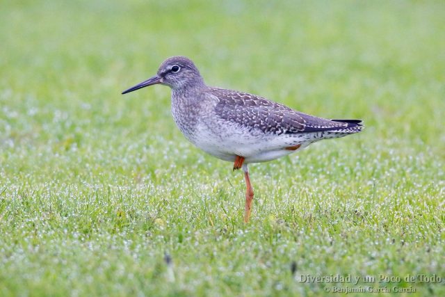 Achibebe comun, Common Redshank, Tringa totanus