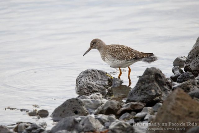 Achibebe comun, Common Redshank, Tringa totanus