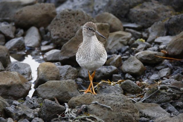 Achibebe comun, Common Redshank, Tringa totanus