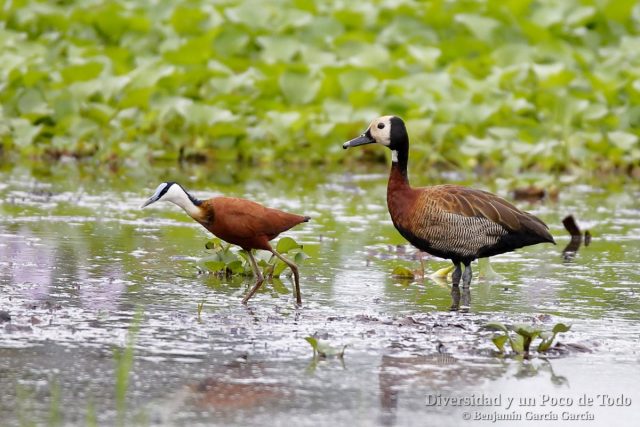 Jacana africana y suiriri cariblanco