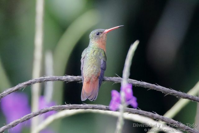 Amazilia canela, Cinnamon Hammingbird, Amazilia rutila.