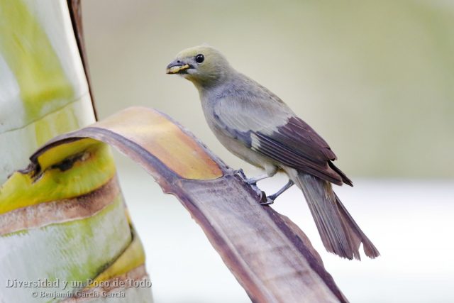 Tangara palmera, Palm Tanager, Tangara palmarum