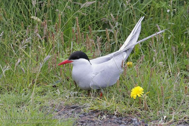 Charran artico, Arctic Tern, Sterna paradisaea