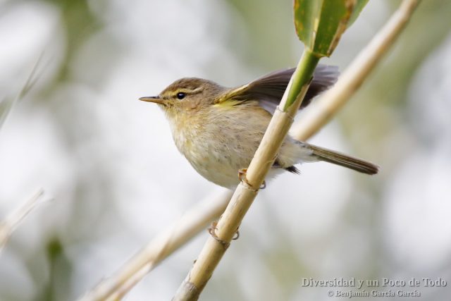 Mosquitero canario, Canary Islands Chiffchaff, Phylloscopus canariensis