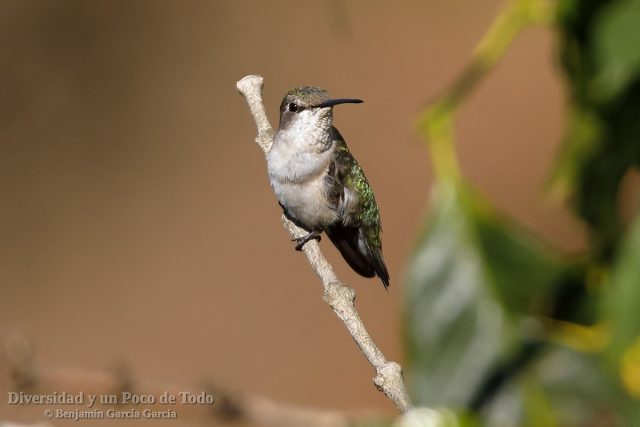 Colibri de Abeille, Emerald Chinned Hummingbird, Abeillia abeillei