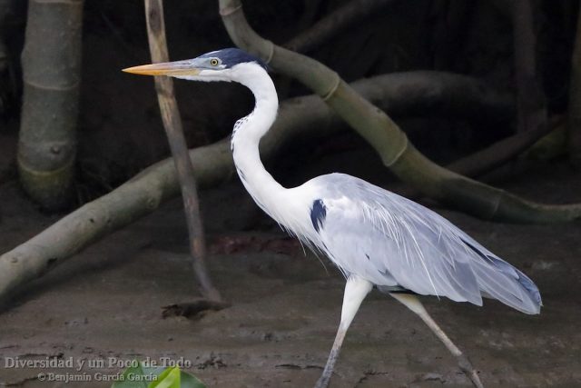 Garza cuca, garza mora, Cocoi Heron, Ardea cocoi