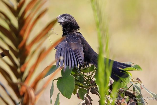 Garrapatero ani, Smooth-billed ani, Crotophaga ani