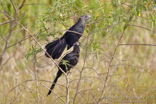 Garrapatero ani, Smooth-billed ani, Crotophaga ani