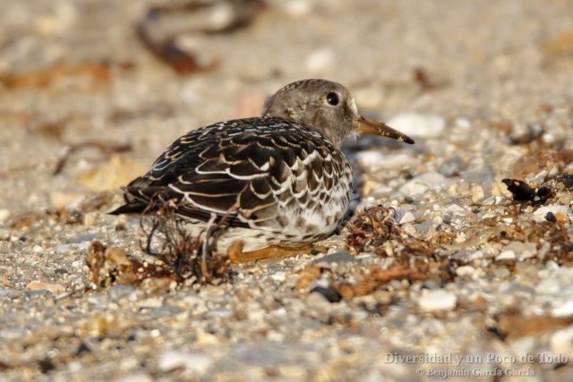 Correlimos oscuro, Purple Sandpiper, calidris maritima, en Svalbard.