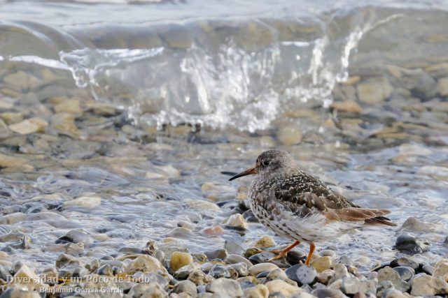Correlimos oscuro, Purple Sandpiper (Calidris maritima), en Svalbard.