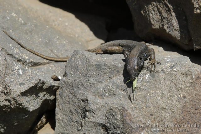 macho de lagarto de Lehrs, Gallotia caesaris