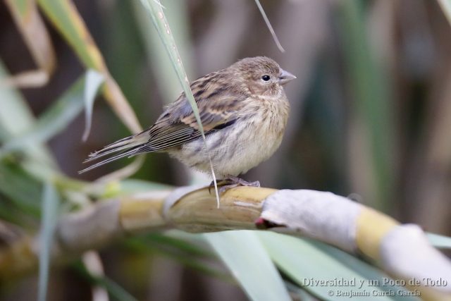 Serin canario o canario silvestre; Island Canary, Serinus canaria