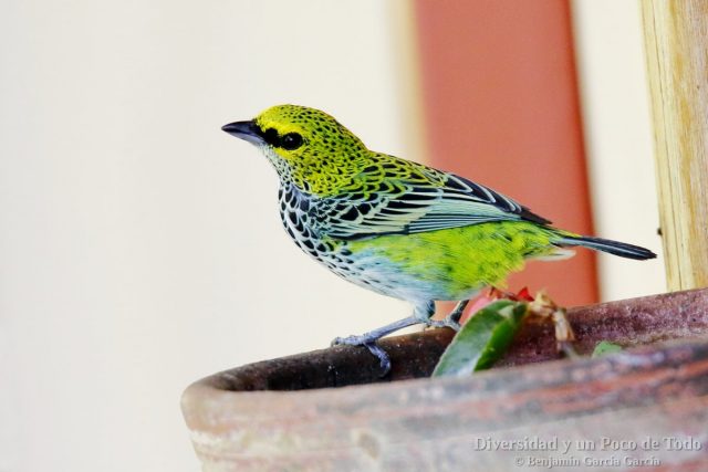 Tangara pintoja, Speckled Tanager, Tangara guttata