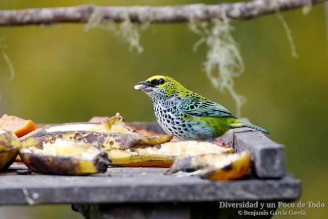 Tangara pintoja en un comedero con bananas