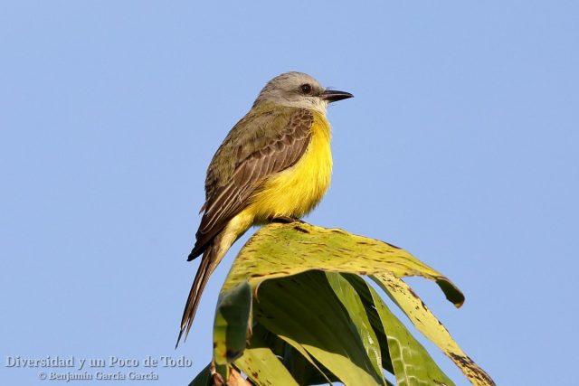 Tirano melancólico, Tropical Kingbird (Tyrannus melancholicus), posado sobre una palma