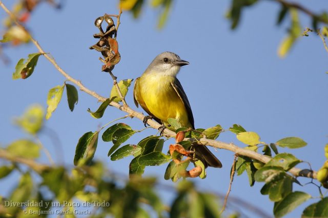 Tirano melancólico, Tyrannus melancholicus, posado sobre una rama