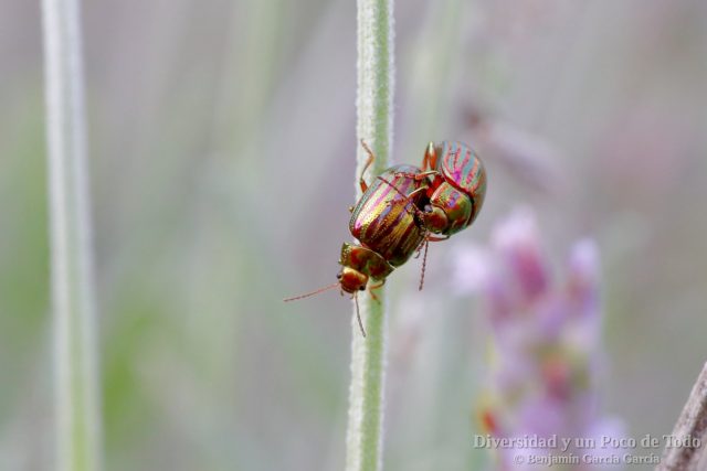 chrysolina americana, ejemplares copulando