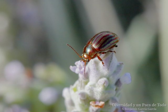 chrysolina americana o escarabajo del romero, sobre lavanda