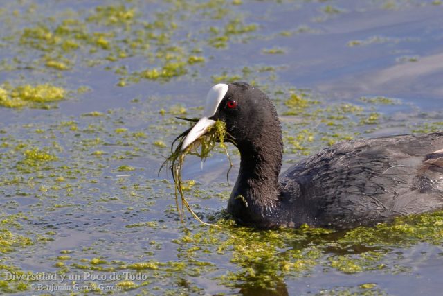Adulto de Focha común, Eurasian Coot, Fulica atra
