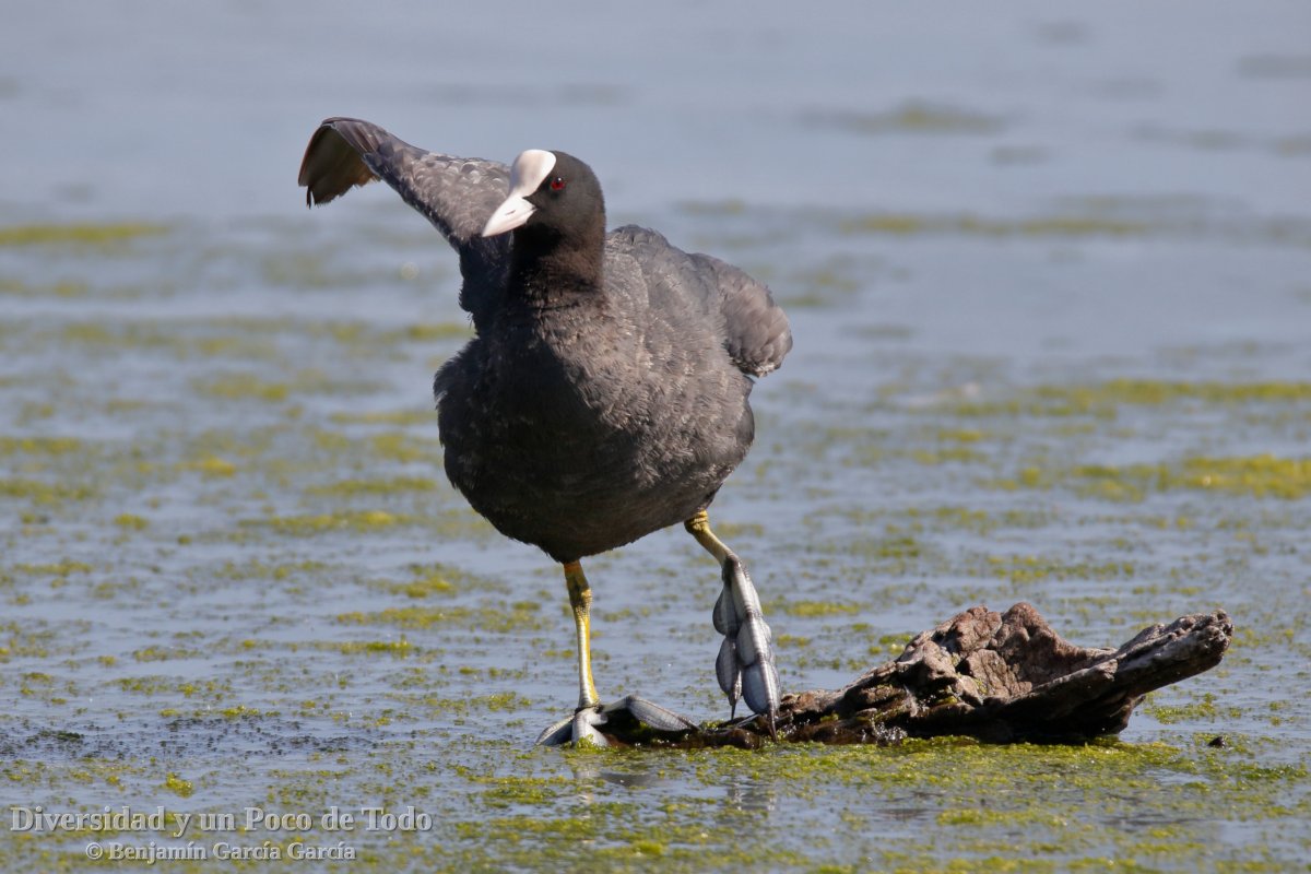 Focha Com n Fulica Atra Ubicua Pero Interesante Y Fotog nica 