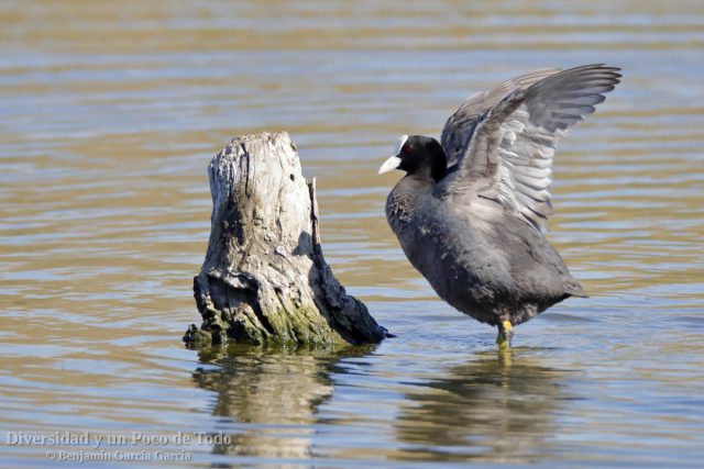Adulto de Focha común, Eurasian Coot, Fulica atra