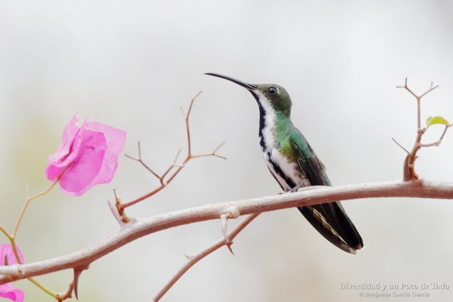 Hembra de mango gorjinegro, Black-throated Mango, Anthracothorax nigricollis