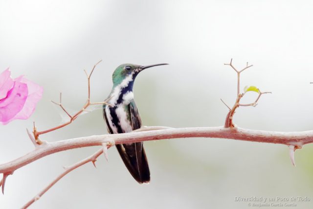 Hembra de Mango gorjinegro, Black-throated Mango, Anthracothorax nigricollis
