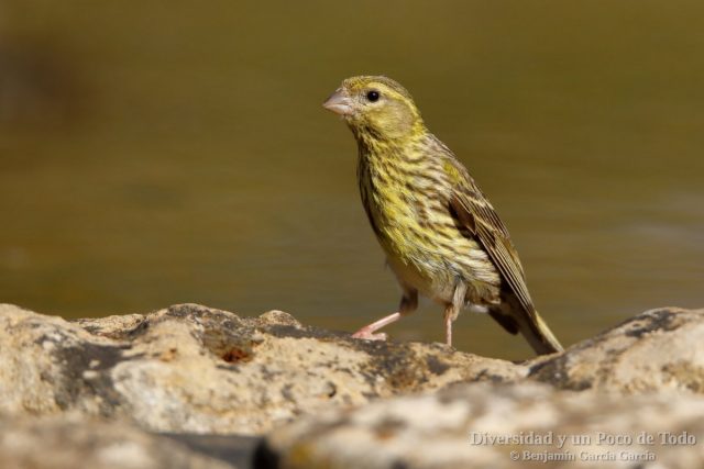 Serin verdecillo, European Serin, Serinus serinus