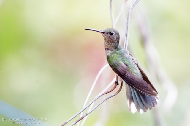Colibri de Cuvier, Scaly-breasted Hummingbird, Phaeochroa cuvierii