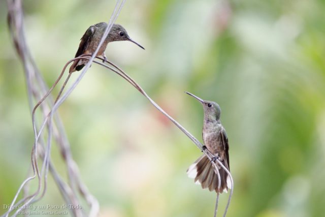 Colibri de Cuvier, Scaly-breasted Hummingbird, Phaeochroa cuvierii