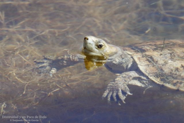 Galapago leproso, Mauremys leprosa