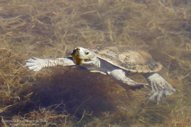 Galapago leproso, Mauremys leprosa