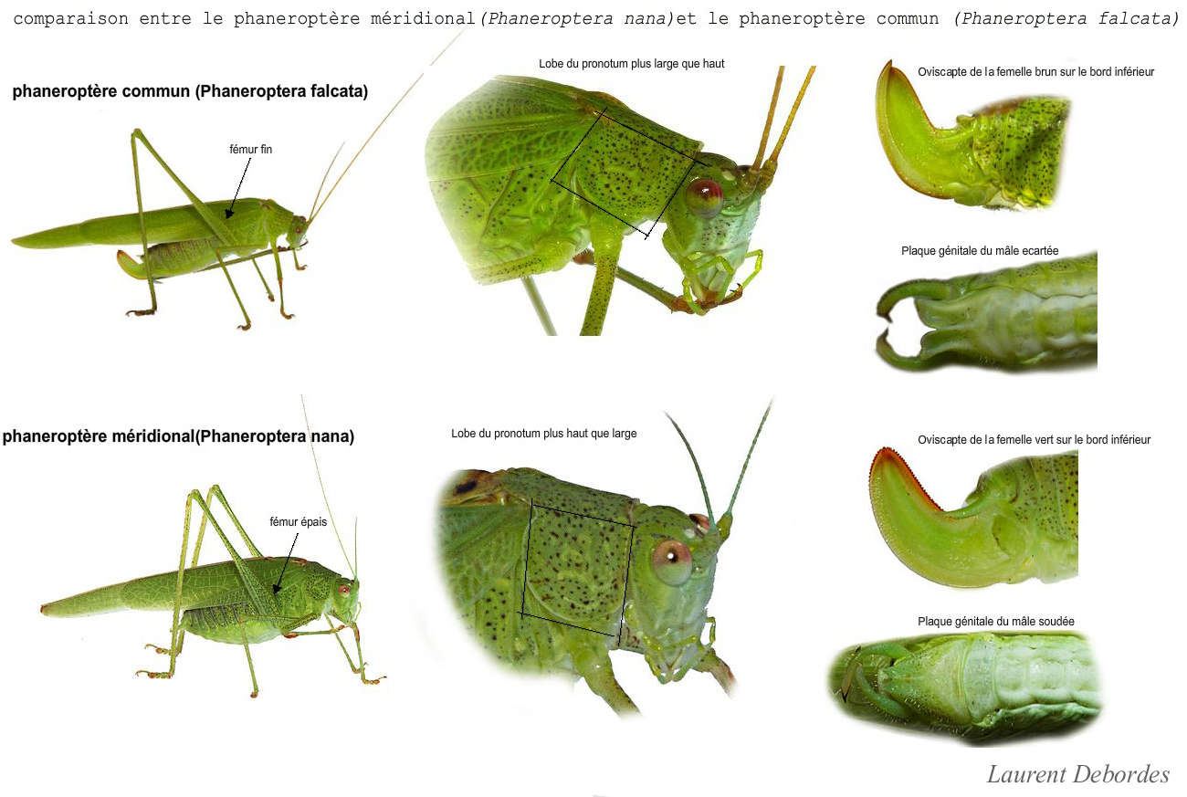 Phaneroptera nana vs Phaneroptera falcata