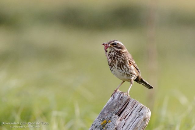 Zorzal alirrojo con lombrices en el pico