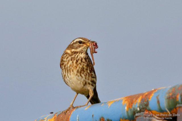 Zorzal alirrojo con lombrices en el pico para los pollos