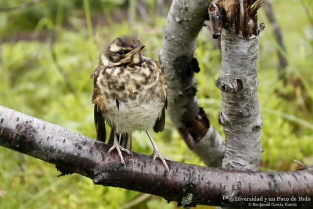 pollo de Zorzal alirrojo, Redwing  Turdus iliacus