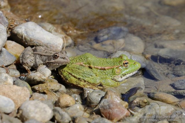 rana comun,Pelophylax perezi