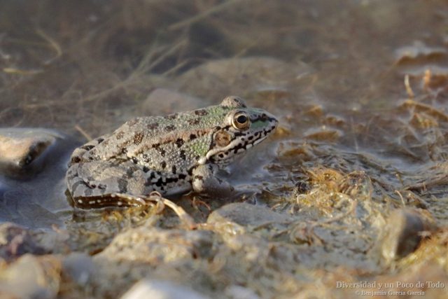 rana comun, Pelophylax perezi