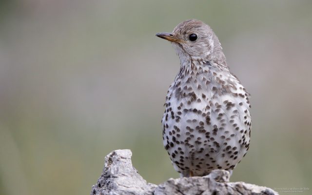 fondo de pantalla de zorzal charlo