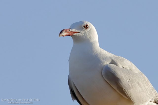 Gaviota de Audouin, Audouin’s Gull, Ichthyaetus audouinii