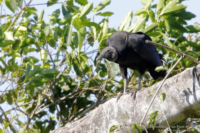 zopilote negro, American Black Vulture, Coragyps atratus