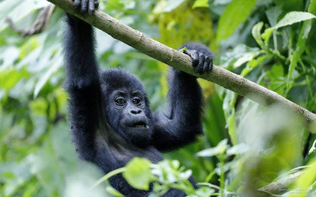 fondo de pantalla de cria de gorila de montana