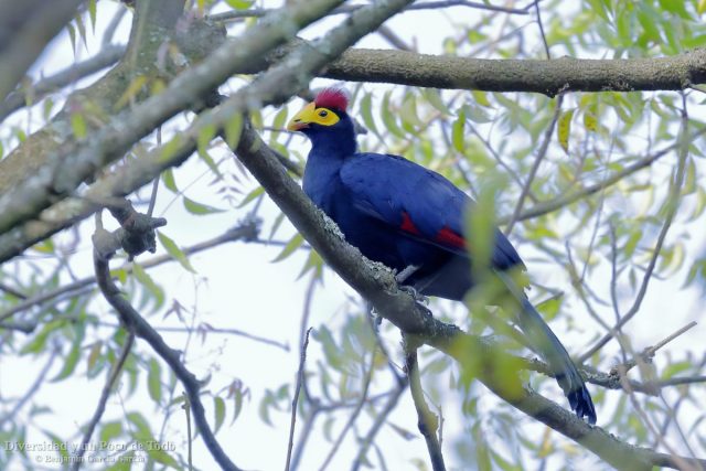 Turaco de Ross, Ross’s Turaco, Musophaga rossae