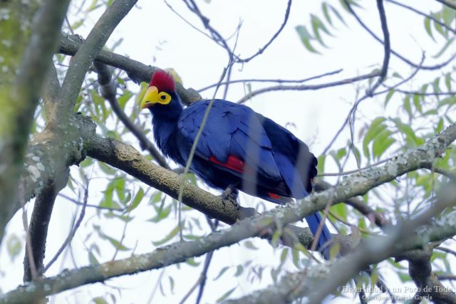 Turaco de Ross, Ross’s Turaco, Musophaga rossae