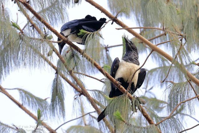 Cuervo pío, Pied Crow, Corvus albus