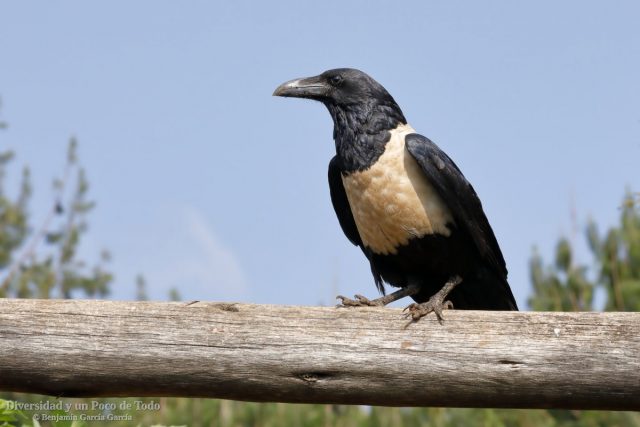Cuervo pío, Pied Crow, Corvus albus